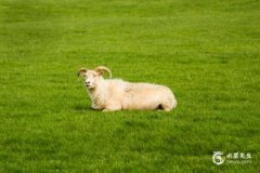 1979年属羊人45岁大难，79年属羊人最旺的年龄