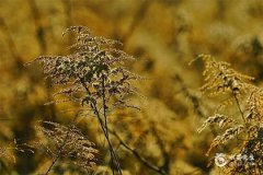 2025年出生五行缺火的寶寶起名指南