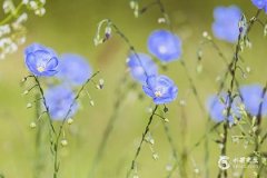 77年蛇財運最旺的幾年：猴年、雞年、牛年