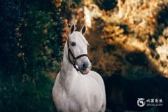 為了小三離婚的生肖男，最寵老婆的生肖男