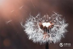 1995年屬豬三大劫，1995年屬豬的人是什麼命？