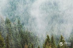 1981年屬雞今年財運如何？1981年屬雞2025年幸運色