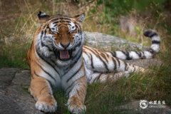 2025年屬虎女的大災之年，2025年屬虎女最旺的顏色