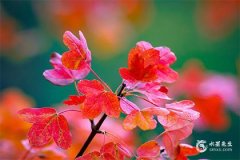 2025蛇年本命年幸运色