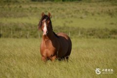 三种属相不能戴朱砂，朱砂认主人的表现