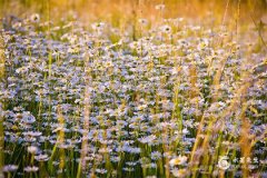 2025年早上生的男孩帶靜字取名指南