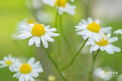 2023年5月黄道吉日查询，2023年5月黄道吉日一览表