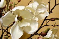 屬龍最忌的三個數字：數字3、數字7、數字8