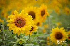 2025屬兔要小心一個人：屬雞、屬龍、屬鼠、屬虎