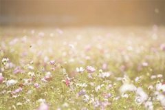 屬鼠的人不適合養什麼植物？屬鼠不宜養植物解析