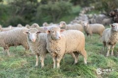 2003年屬羊在2025年學業如何？2003年屬羊佩戴什麼運氣最好？