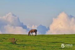 02年属马和00年属龙配吗？02年属马人什么时候结婚好？