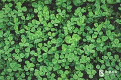 五行属木吉利最旺字 五行属木最聚财的字