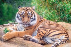 74年女虎最忌三個顏色，74屬虎女終身最佳顏色