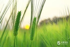 屬鼠的人不適合戴黃金嗎？屬鼠人要珍惜的2個人