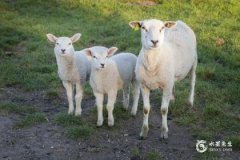 1979年属羊人45岁有什么劫难？