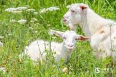 2003年屬羊今年財運怎麼樣？2003年屬羊2025年的幸運色