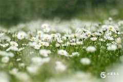 本命年适合创业做生意吗