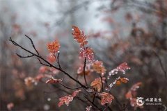 2025屬鼠要小心一個人：屬龍、屬羊、屬兔、屬馬