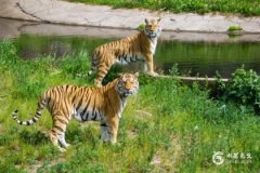 74年属虎人躲不过去的大难，74年属虎人的终身寿命