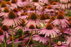 屬鼠的人不能佩戴什麼？屬鼠人的終身貴人