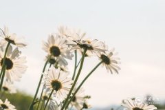 2025屬蛇的要躲著誰？2025年屬蛇本命年需要佩戴什麼？