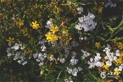 屬兔2025的特大貴人：屬狗、屬羊、屬豬