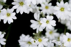 2025年农历三月适合结婚的日子 2025年农历三月结婚黄道吉日