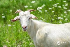 属羊的2023有血光之灾，属羊人2023要注意一个人