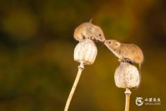 84年属鼠39岁有一灾2023年 2023属鼠要小心一个人