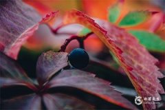 2025屬兔的大忌顏色，2025屬兔人佩戴什麼最旺