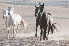 90年属马33岁有一劫，1990属马人最旺的年龄