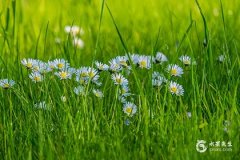 1987年屬兔大忌顏色，1987年是苦命兔還是富兔？