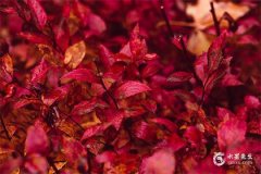 本命年买点什么比较吉利呢