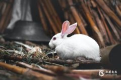 63年属兔人寿命有多长 1963属兔人寿命活多大岁数