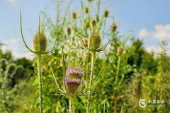 屬虎人不能去什麼地方？屬虎2025最旺什麼方位？