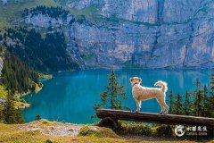 狗女最忌三個屬相，屬狗女人最佳丈夫屬相