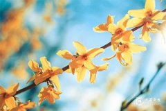 最旺鼠的五個屬相：牛、龍、猴、蛇、豬