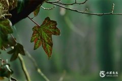 1996屬什麼生肖 今年多大了