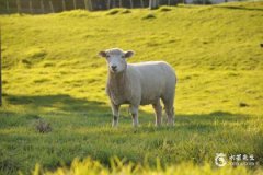 1991年屬羊一生三大劫，1991年屬羊是什麼命？