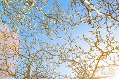 1981屬雞人最旺十年：2024 年到 2033 年迎來好運