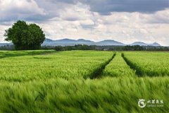 2025年屬豬沖太歲，2025年屬豬沖太歲怎麼化解？