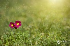 1987年屬兔三大劫，1987年屬兔是什麼命？