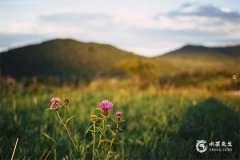 77年属蛇一生三大难 属蛇熬过几岁必有福