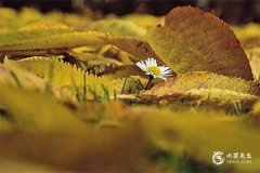 97年女牛最忌三個屬相：屬馬、屬羊和屬狗；