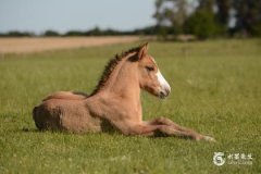 1954年属马的晚年命运 属马人最难熬的年龄