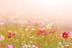 塔羅牌最不吉利的三張牌