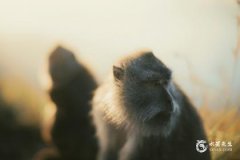 属猴的犯月是哪一个月 生肖属猴最怕几月出生