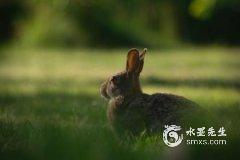 属兔最忌讳几月出生 属兔人一生最克3个人