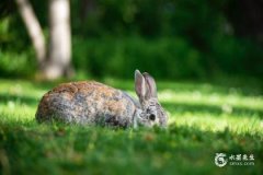 属兔男想要分手会怎么做？如何挽回属兔男的心